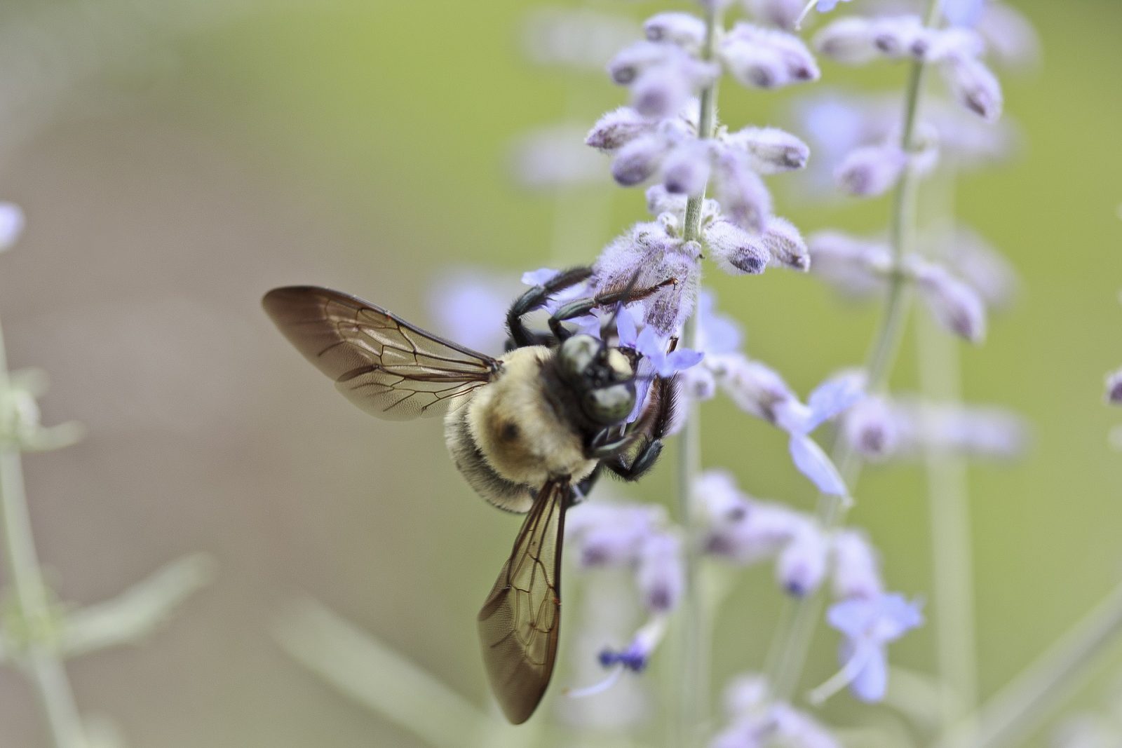 Bee 1722782 1920